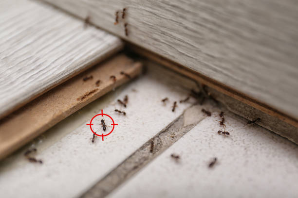 Best Affordable Pest Control Services  in Westway, TX