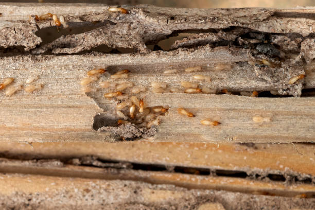 Best Termite Control Services  in Westway, TX