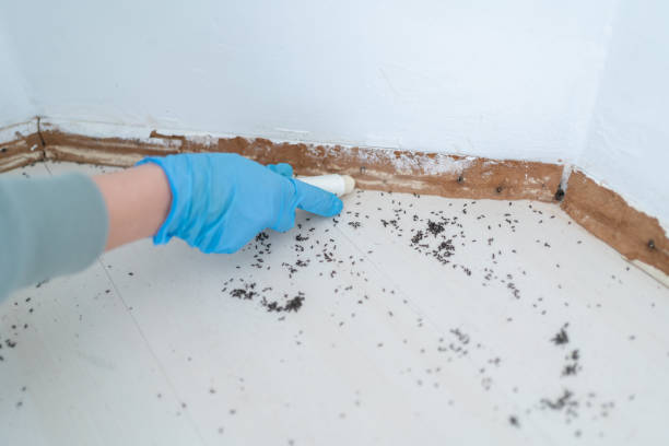 Best Residential Pest Control  in Westway, TX