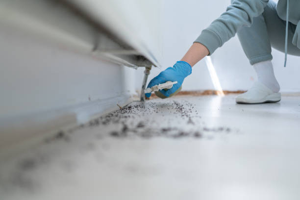Best Bed Bug Extermination  in Westway, TX